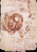 LEONARDO da Vinci, The embryo in the Uterus